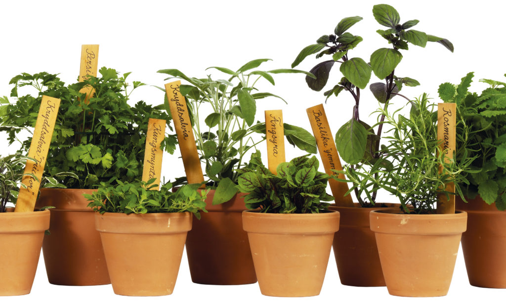 Plantagen ny logistiketablering för Helsingborg