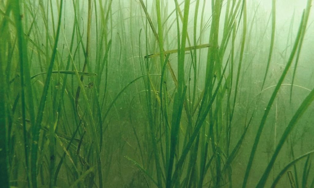 Göteborgs hamn återplanterar ålgräs