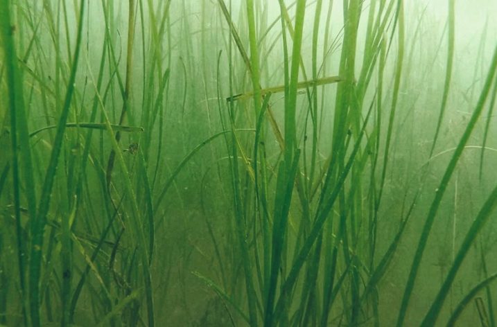 Göteborgs hamn återplanterar ålgräs